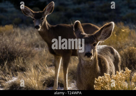 Il Great Sand Dunes National Park, vicino Alamosa, Colorado. Foto Stock