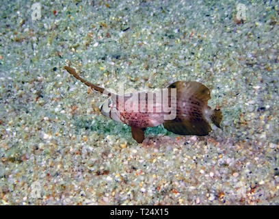 Un bambino Peacock Razorfish (Iniistius pavo) Foto Stock