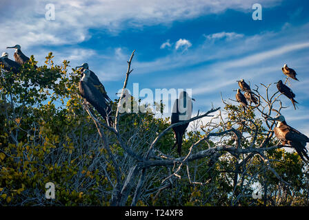 Vi è una grande colonia di magnifiche Frigatebirds (Fregata magnificens) trovata ad Adolfo López Mateos in Baja California, Messico Foto Stock