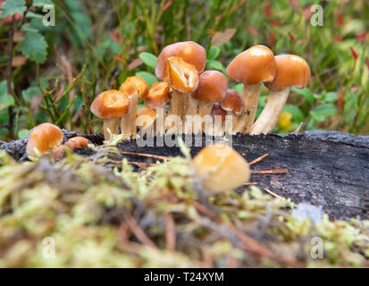 Funghi che crescono su Tree Bark, il Cairngorms, Scozia Foto Stock