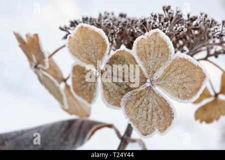 Hydrangea macrophylla normalis coperto di brina trasformata per forte gradiente Foto Stock