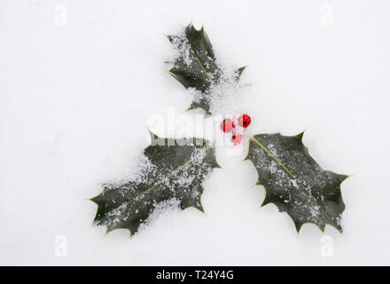 Ilex aquifolium -; Holly bacche ricoperta di neve Foto Stock