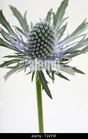 Eryngium maritimum - Mare Holly coperto con trasformata per forte gradiente frost Foto Stock