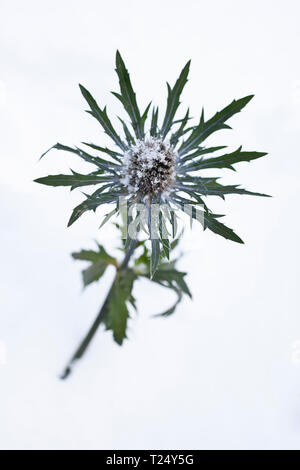 Eryngium maritimum - Mare Holly coperto con trasformata per forte gradiente frost Foto Stock