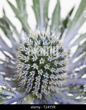 Eryngium maritimum - Mare Holly coperto con trasformata per forte gradiente frost Foto Stock