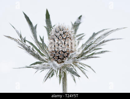 Eryngium maritimum - Mare Holly coperto con trasformata per forte gradiente frost Foto Stock