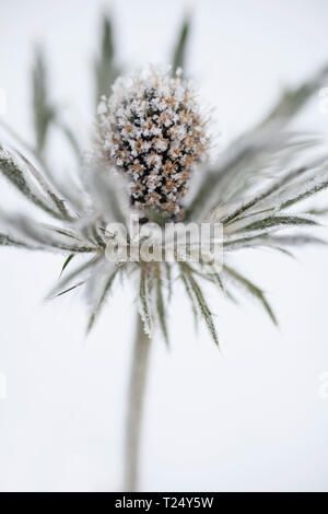 Eryngium maritimum - Mare Holly coperto con trasformata per forte gradiente frost Foto Stock