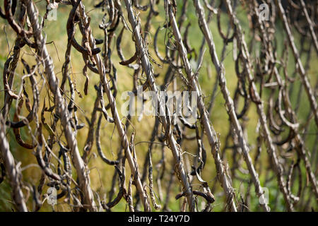 Phaseolus coccineus i baccelli asciugando fuori per il raccolto di semi Foto Stock