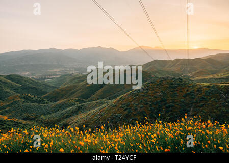 Il papavero con vista sul verde delle colline e delle montagne al tramonto, a Walker Canyon nel lago di Elsinore, California Foto Stock