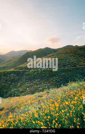 Il papavero con vista sul verde delle colline e delle montagne al tramonto, a Walker Canyon nel lago di Elsinore, California Foto Stock
