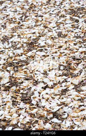 Caduti petali di magnolia che copre il terreno. Foto Stock