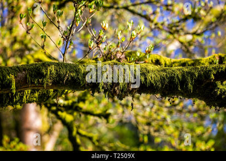 Close up di verde vibrante di copertura di muschio e appeso sul ramo di un albero Foto Stock
