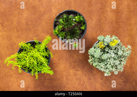 Tre belle piante grasse sulla pelle marrone dello sfondo. Vista dall'alto. Foto Stock