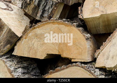 Pile legname sfondo. Pila di ciocchi di legna di storage per l'industria. Seghe per legno a taglio di log. Texture di legno dello sfondo. Foto Stock