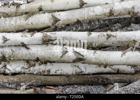 Pile legname sfondo. Pila di ciocchi di legna di storage per l'industria. Seghe per legno a taglio di log. Texture di legno dello sfondo. Foto Stock