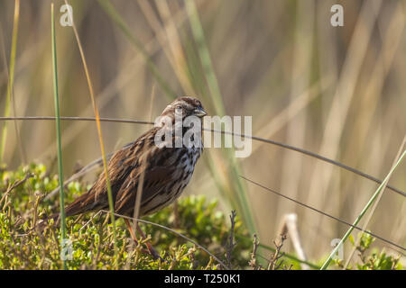 Song sparrow (Melospiza melodia), Point Reyes National Seashore, California, Stati Uniti. Foto Stock