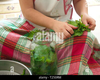 Paté di foglie di vite preparazione. olio di oliva foglia cena di incarto di materiale. Pasto turco Foto Stock