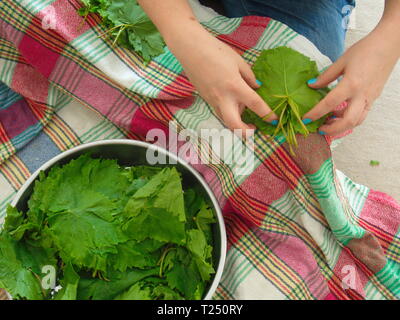 Paté di foglie di vite preparazione. olio di oliva foglia cena di incarto di materiale. Pasto turco Foto Stock