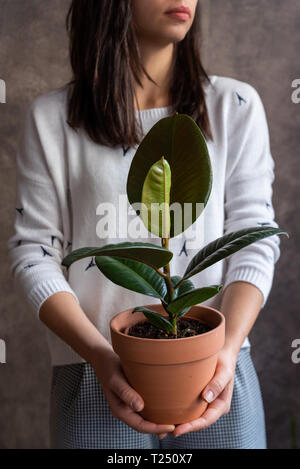 Donna che mantiene vegetali di Ficus Foto Stock