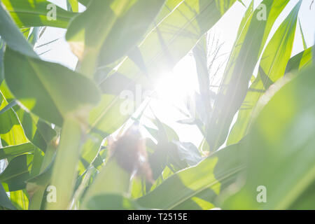 Nel campo di grano, il sole che splende attraverso la boscaglia di mais. Foto Stock