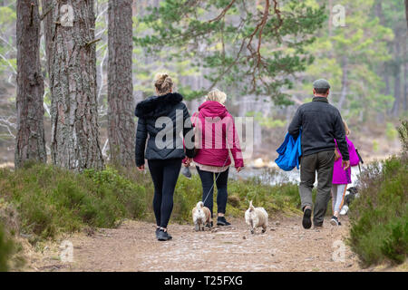 Famiglia camminare attraverso la foresta sul Rothiemurchus Estate tra Loch un Eilein e Cairngorm passerella vicino a Aviemore, Scozia Foto Stock