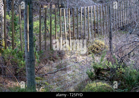 Recinzione di cervo sulla Rothiemurchus Estate vicino a Aviemore nelle Highlands scozzesi per impedire il cervo entrare in aree Foto Stock