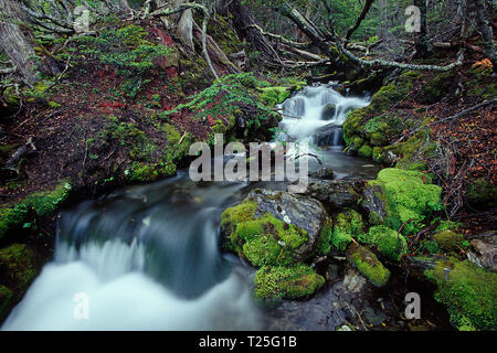 Flusso a Tierra del Fuego parco nazionale Tierra del Fuego, Argentina Foto Stock