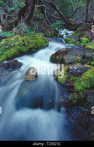 Flusso a Tierra del Fuego parco nazionale Tierra del Fuego, Argentina Foto Stock