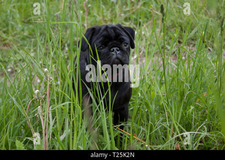 Il cinese pug cucciolo è seduto in erba verde. Mastiff olandese o MOPS. Gli animali da compagnia. Foto Stock