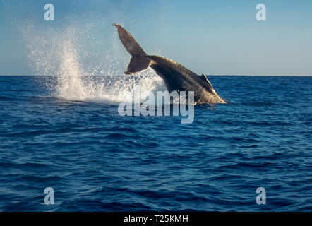 Humpback Whale (Megaptera novaeangliae) Foto Stock