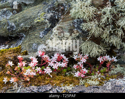 Inglese Stonecrop, mare avorio, muschi e licheni sulle rocce, Isle of Arran, Scozia Foto Stock