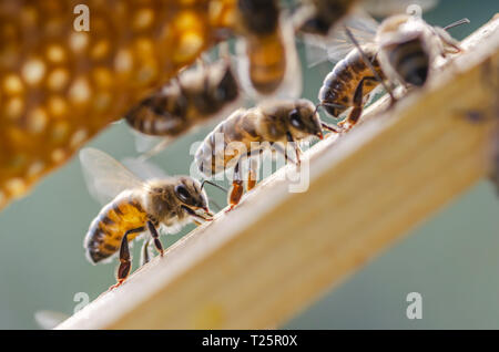 Le api operose sul nido in apiario Foto Stock