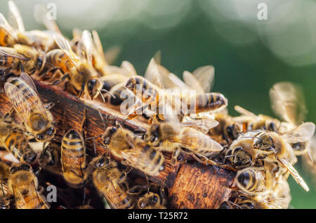 Le api operose sul nido in apiario Foto Stock