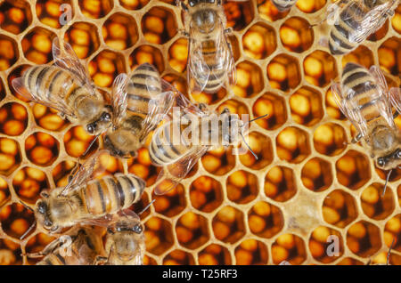 Le api operose sul nido in apiario Foto Stock