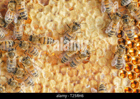 Le api operose sul nido in apiario Foto Stock