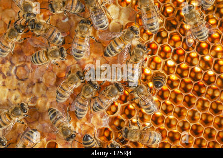 Le api operose sul nido in apiario Foto Stock