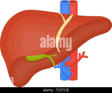 Organo umano icona piana, il fegato umano, cistifellea, arterie e vene, anatomia, medicina illustrazione vettoriale Illustrazione Vettoriale