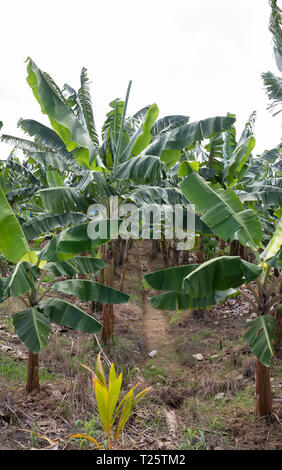 Piantagione di banane in St Lucia una delle isole dei Caraibi adottate in marzo che è loro primavera. Foto Stock