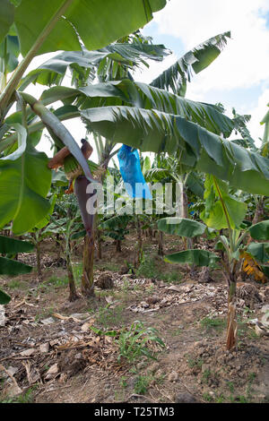 Piantagione di banane in St Lucia una delle isole dei Caraibi adottate in marzo che è loro primavera. Foto Stock