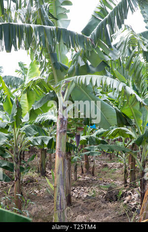 Piantagione di banane in St Lucia una delle isole dei Caraibi adottate in marzo che è loro primavera. Foto Stock