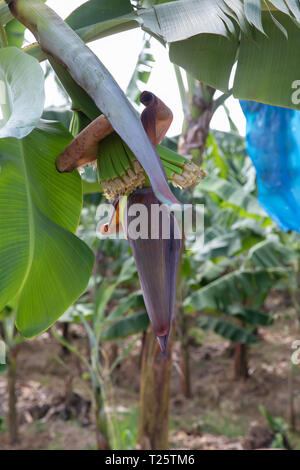 Piantagione di banane in St Lucia una delle isole dei Caraibi adottate in marzo che è loro primavera. Foto Stock