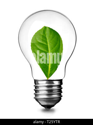 In prossimità di una lampadina con verde lasciare su sfondo bianco, il concetto di sostenibilità Foto Stock