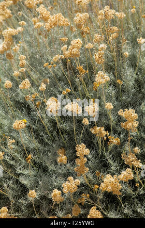 Helichrysum italicum è una fioritura delle piante della famiglia a margherita Asteraceae. A volte viene chiamato il curry impianto a causa del forte odore del suo le Foto Stock