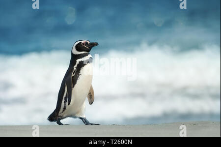 Close up di Magellanic penguin (Spheniscus magellanicus) camminando su di una spiaggia di sabbia in estate nelle isole Falkland. Foto Stock