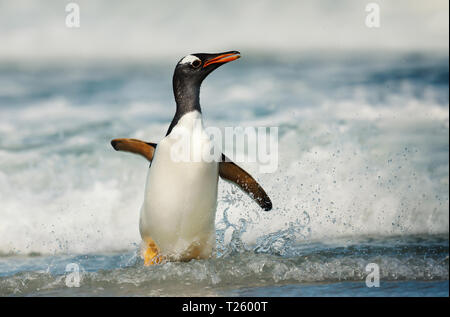 Close up di un pinguino Gentoo prossimi a riva dal mare tempestoso, Isole Falkland. Foto Stock