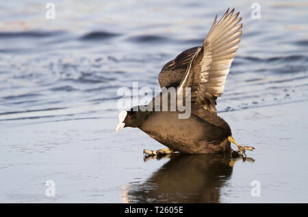 Close up Eurasian Coot cadendo sul ghiaccio, inverno nel Regno Unito. Foto Stock