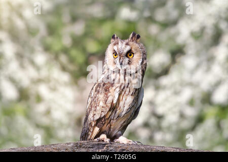 Close up di un gufo comune (Asio otus) appollaiate su un post, UK. Foto Stock