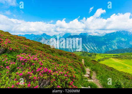 In Germania, in Baviera, Allgaeu, Allgaeu Alpi, vista da Fellhorn a Hoefats, la fioritura delle rose alpine Foto Stock