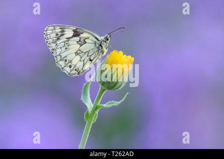 In marmo bianco (Melanargia galathea) seduto sul fiore giallo. La Baviera, Germania. Foto Stock