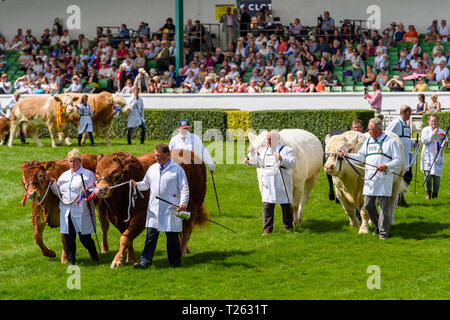 Continental bovini da carne a piedi in coppie con gli agricoltori, sfilano in arena guardato dal giudice & folla - il grande spettacolo dello Yorkshire, Harrogate, Inghilterra, Regno Unito. Foto Stock